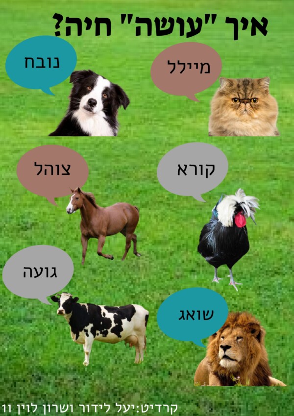 איך עושה חיה?