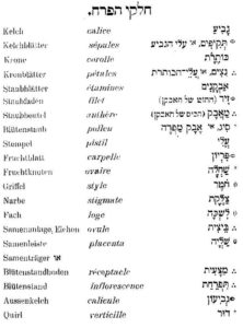 כיתוב של חלקי הפרח גביע - calice - kelch תקיפים - sepules - ketchblater כותרת corolle - krone נצים או עלי הכותרת petales kronblaeetter אבקנים etaminues staubblutter זיר (החוט של האבקן) מאבק סיג או אבק מפרה עלי פריון שחלה חטר צלקת לשכה ביצית שליה מצעית תפרחת גביעון דור