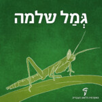 גמל שלמה
