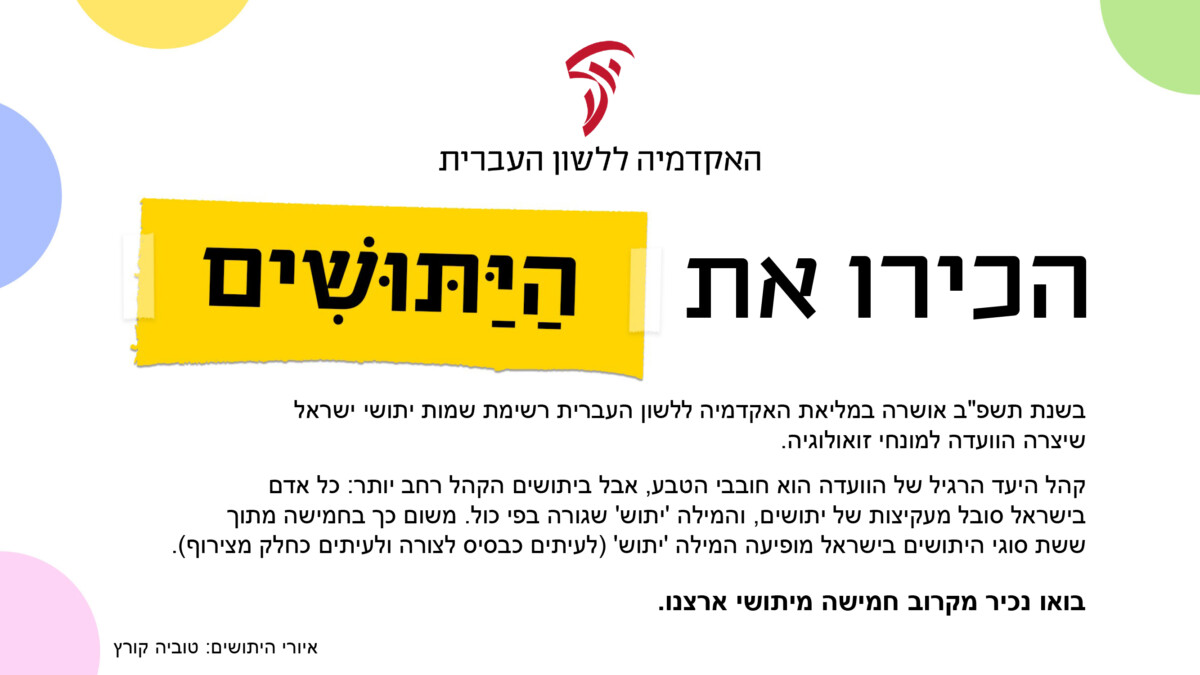 הכירו את היתושים בשנת תשפ"ב אושרה במליאת האקדמיה ללשון העברית רשימת שמות יתושי ישראל שיצרה הוועדה למונחי זואולוגיה. קהל היעד הרגיל של הוועדה הוא חובבי הטבע, אבל ביתושים הקהל רחב יותר: כל אדם בישראל סובל מעקיצות של יתושים, והמילה 'יתוש' שגורה בפי כול. משום כך בחמישה מתוך שש סוגי היתושים בישראל מופיעה המילה 'יתוש' (לעיתים כבסיס לצורה ולעיתים כחלק מצירוף) בואו נכיר מקרוב חמישה מיתושי ארצנו.