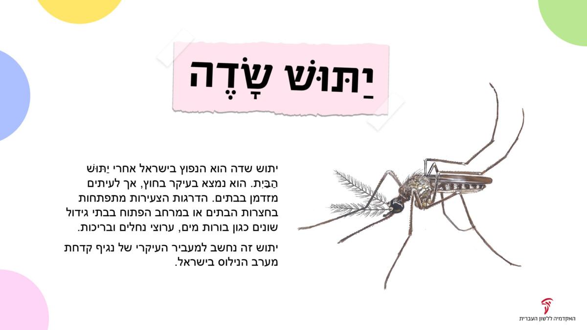 יַתּושּׁ שָׂדֶה יתוש שדה הוא הנפוץ בישראל אחרי יתוש הבית. הוא נמצא בעיקר בחוץ, אך לעיתים מזדמן בבתים. הדרגות הצעירות מתפתחות בחצרות הבתים או במרחב הפתוח בבתי גידול שונים כגון בורות מים, ערוצי נחלים ובריכות. יתוש זה נחשב למעביר העיקרי של נגיף קדחת מערב הנילוס בישראל.
