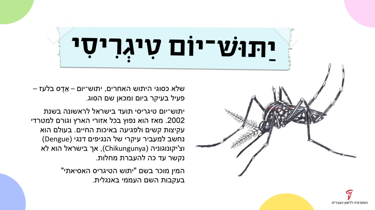 יַתּושּׁ-יוֹם טִיגְרִיסֵי שלא כסוגי היתוש האחרים, יתוש יום- אדס בלעז- פעיל בעיקר ביום ומכאן שם הסוג. יתוש יום טיגרסי תועד בישראל לראשונה בשנת 2002. מאז הוא נפוץ בכל אזורי הארץ וגורם למטרדי עקיצות קשים ולפגיעה באיכות החיים. בעולם הוא נחשב למעביר עיקרי של הנגיפים דנגי וצ'יקונוגוניה, אך בישראל הוא לא נקשר עד כה להעברת מחלות. המין מוכר בשם "יתוש הטיגריס האסיאתי" בעקבות השם העממי באנגלית.