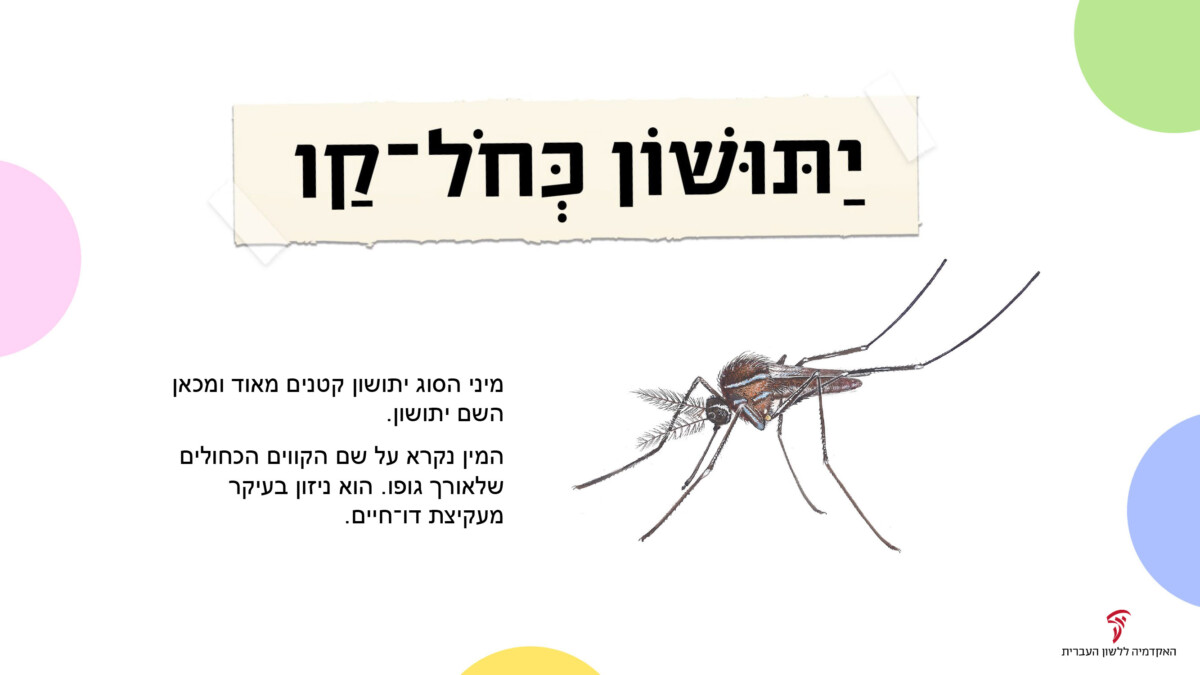 יַתּושּׁוֹן כְּחֹל קַו מיני הסוג יתושון קטנים מאוד ומכאן השם יתושון. המין נקרא על שם הקווים הכחולים שלאורך גופו. הוא ניזון בעיקר מעקיצת דו חיים.