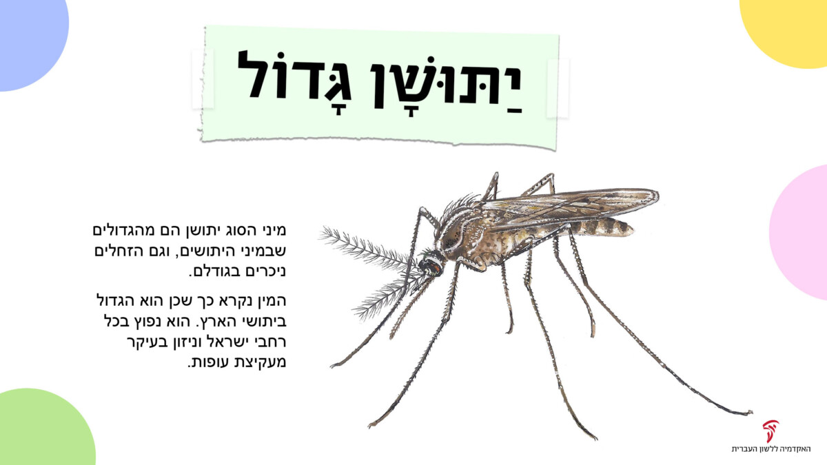 יַתּוֹשָׁן גָּדוֹל מיני הסוג יתושן הם מהגדולים שבמיני היתושים, וגם הזחלים ניכרים בגודלם. המין נקרא כך שכן הוא הגדול ביתושי הארץ. הוא נפוץ בכל רחבי ישראל וניזון בעיקר מעקיצת עופות.
