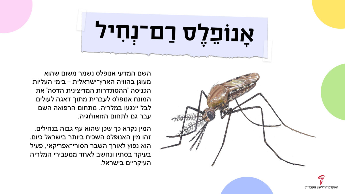 האקדמיה ללשון העברית אָנוֹפֶלֶס דַם־נְחִיל השם המדעי אנופלס נשמר משום שהוא מעוגן בהוויה הארץ־ישראלית – בימי העליות הכניסה 'ההסתדרות המדיצינית הדסה' את המונח אנופלס לעברית מתוך דאגה לעולים לבל יינגעו במלריה. מתחום הרפואה השם עבר גם לתחום הזואולוגיה. המין נקרא כך שכן שהוא עף גבוה בנחילים. זהו מין האנופלס השכיח ביותר בישראל כיום. הוא נפוץ לאורך השבר הסורי-אפריקאי, פעיל בעיקר בסתיו ונחשב לאחד ממעבירי המלריה העיקריים בישראל.