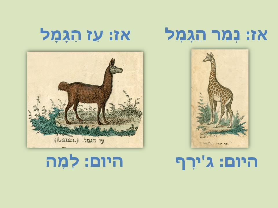 animal11