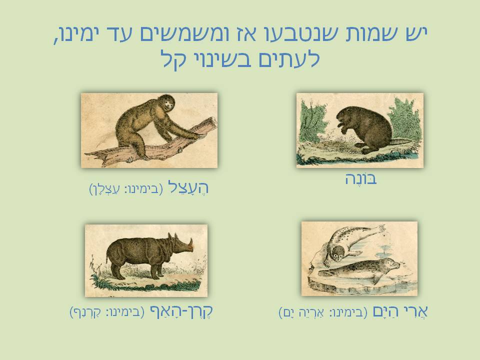 animal13