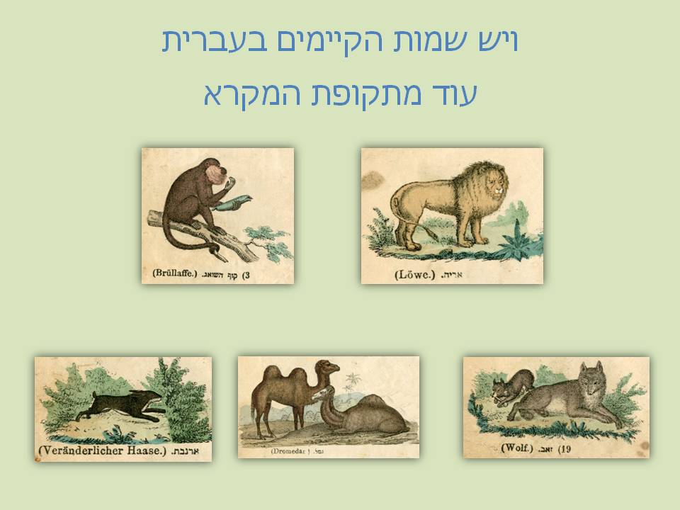 צילום מצגת שמות בעלי חיים מתקופת המקרא