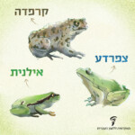 איור של קרפדה, צפרדע ואילנית