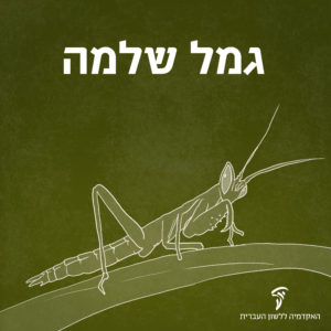 איור של גמל שלמה והכיתוב גמל שלמה
