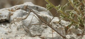 אצן ים תיכוני נקבה
