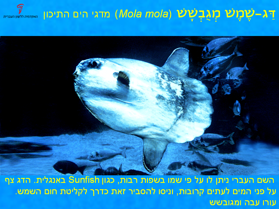 gerem-24
