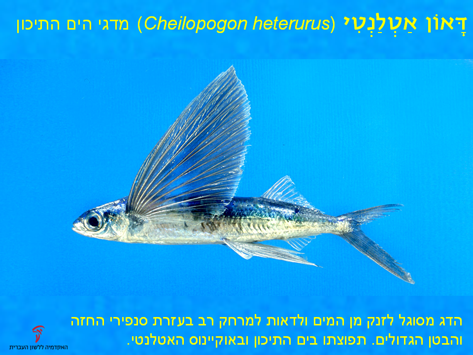 gerem-25