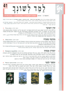גיליון למד לשונך 41