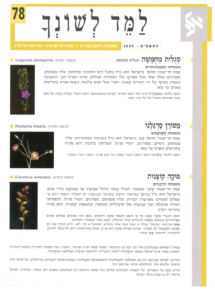 גיליון למד לשונך 78