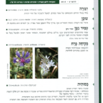 גיליון למד לשונך 83