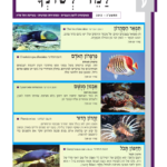 גיליון למד לשונך 95