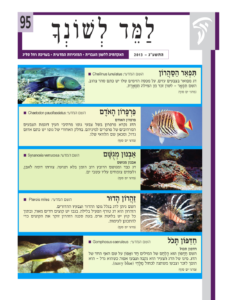 גיליון למד לשונך 95