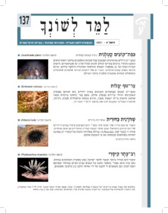 למד לשונך גיליון 137
