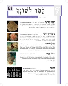 למד לשונך גיליון 138