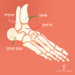 תרשים אנטומי של כף רגל שוקה ערקום שוקית עצם העקב