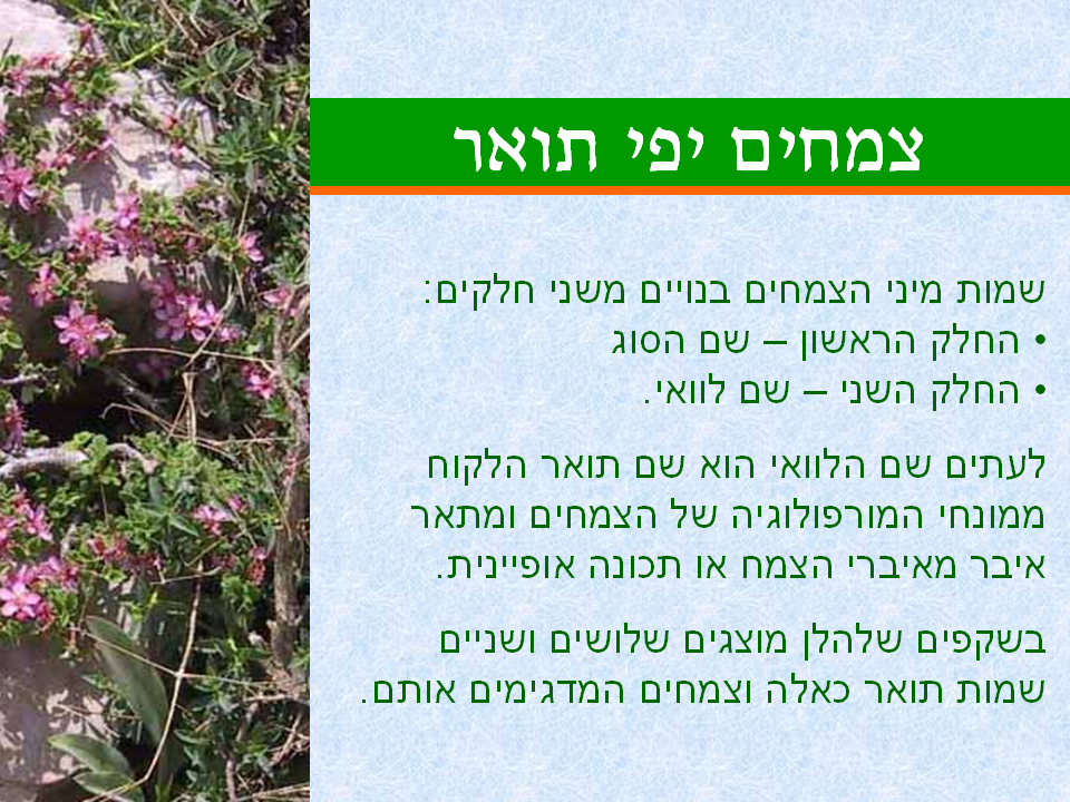 tsmahim-02