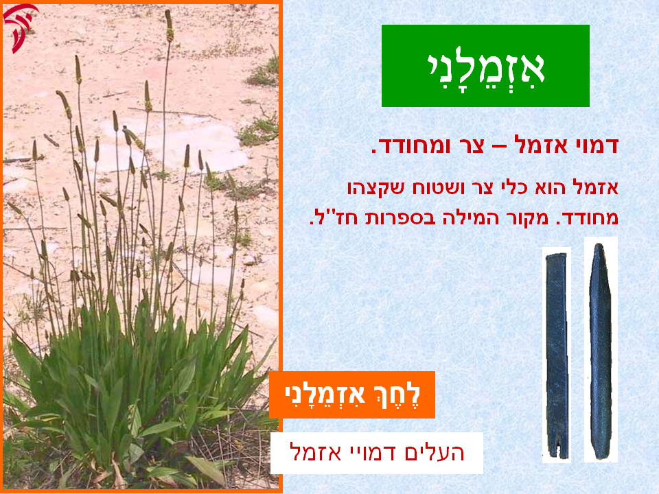 tsmahim-03