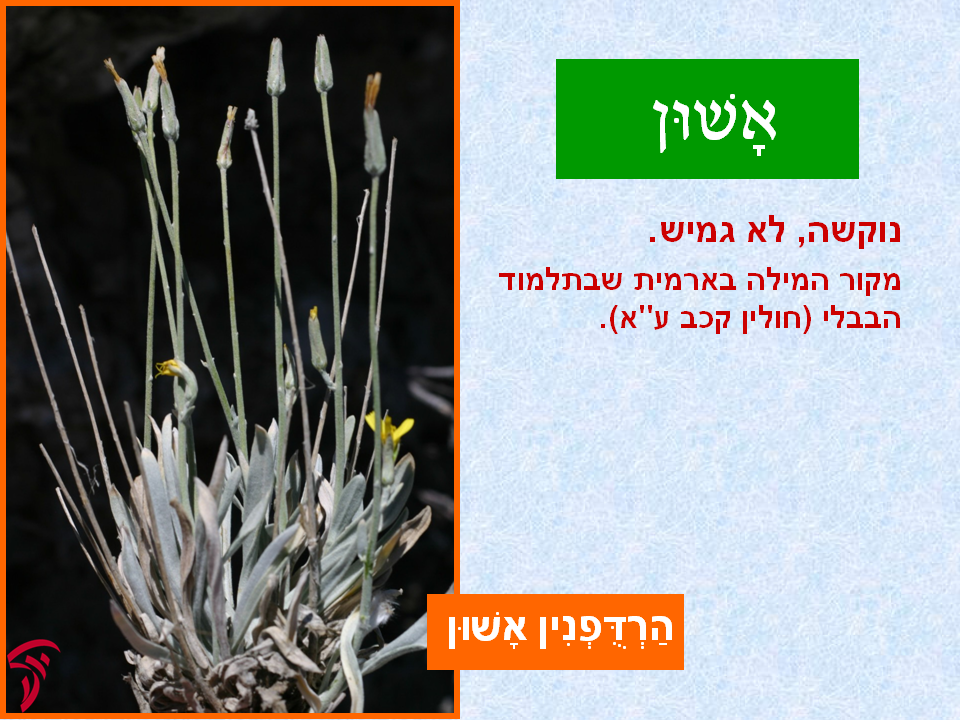 tsmahim-04