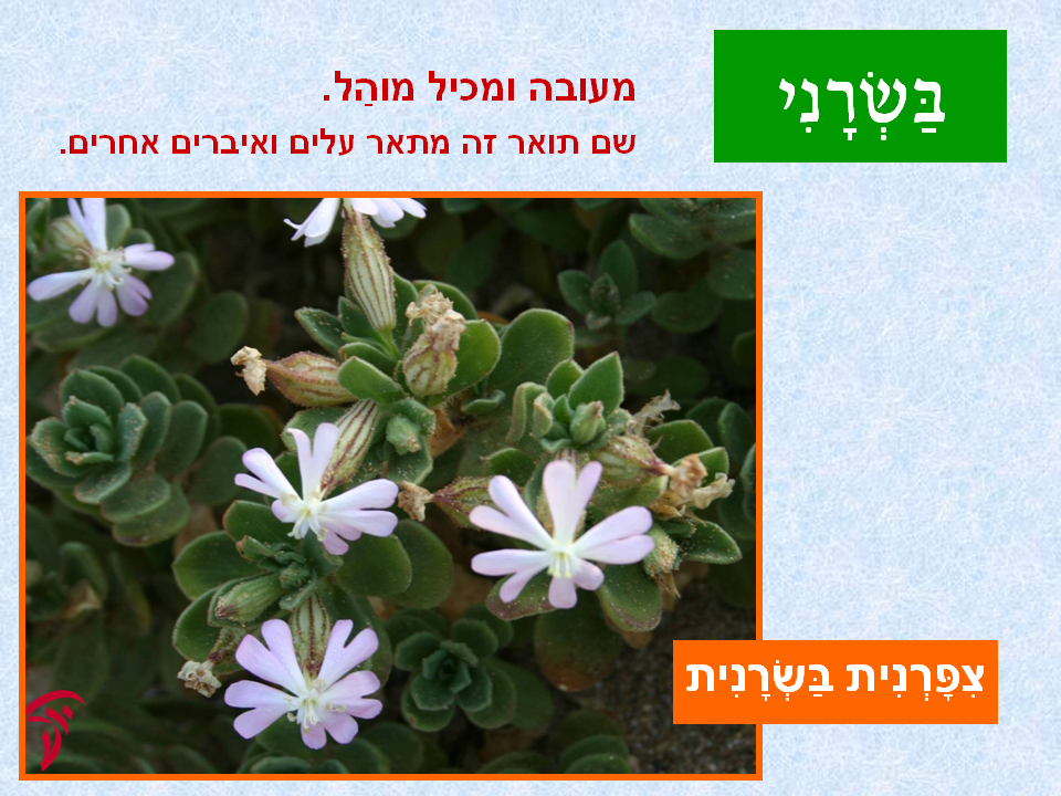 tsmahim-05