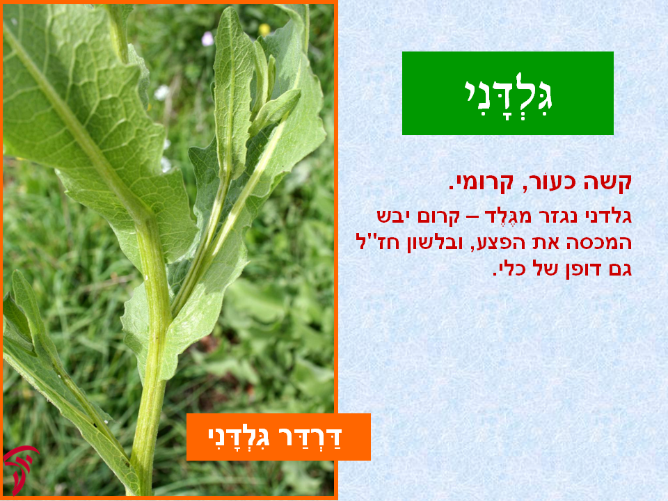 tsmahim-06
