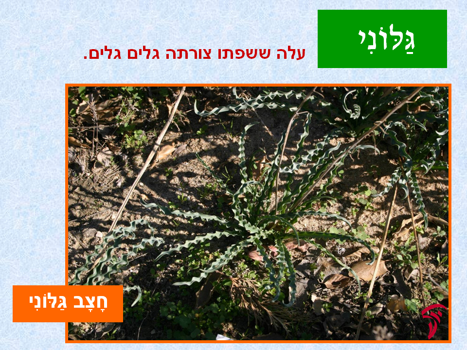 tsmahim-07
