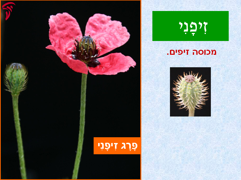 tsmahim-09