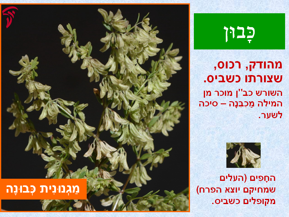 tsmahim-10