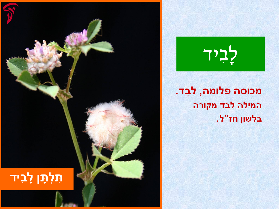 tsmahim-11