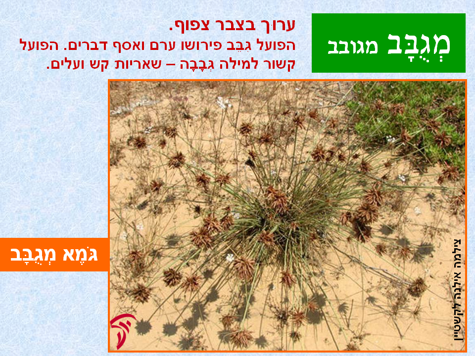 tsmahim-12