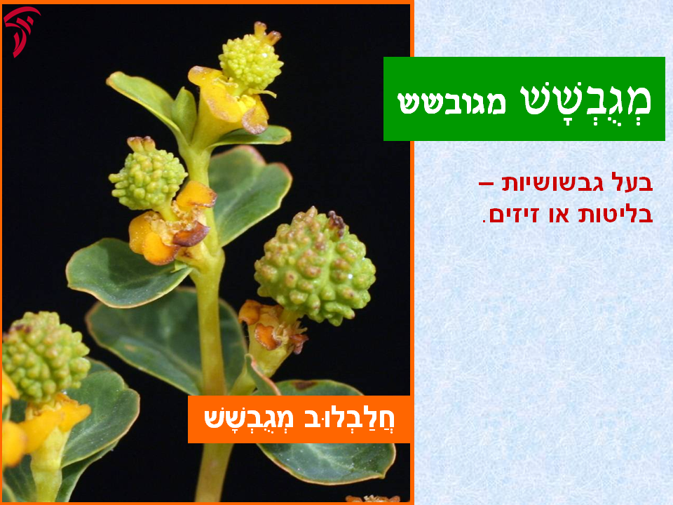 tsmahim-13