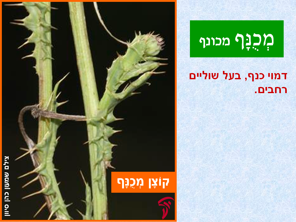 tsmahim-14