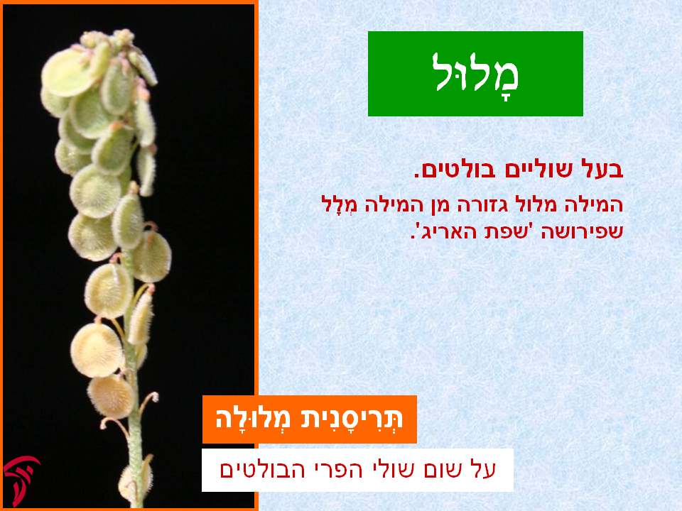 tsmahim-15