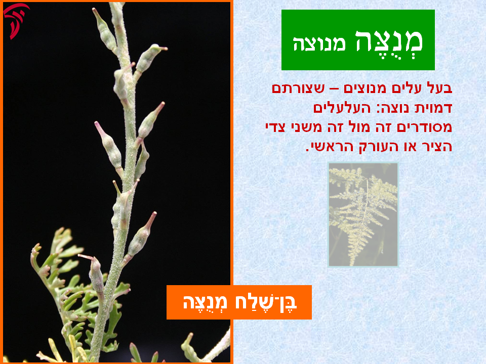 tsmahim-16