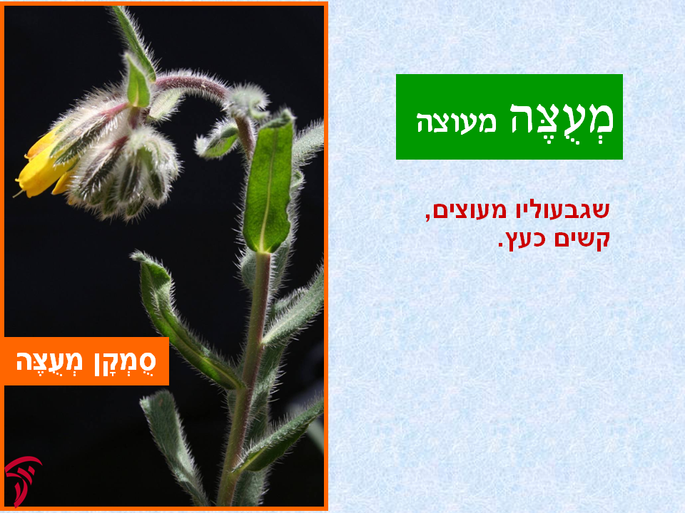 tsmahim-17