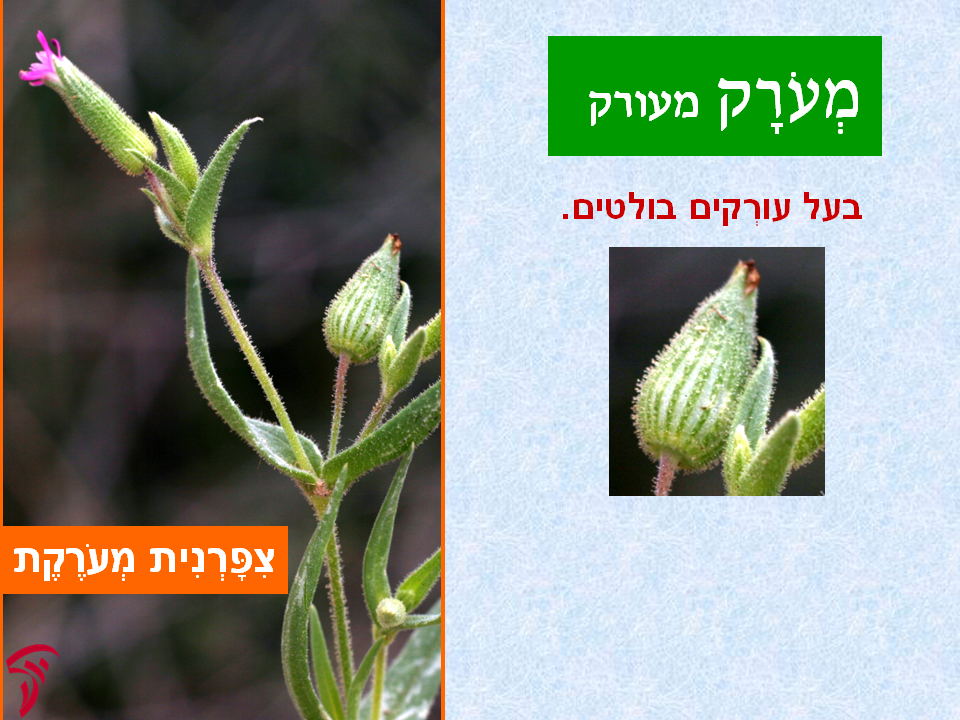 tsmahim-18
