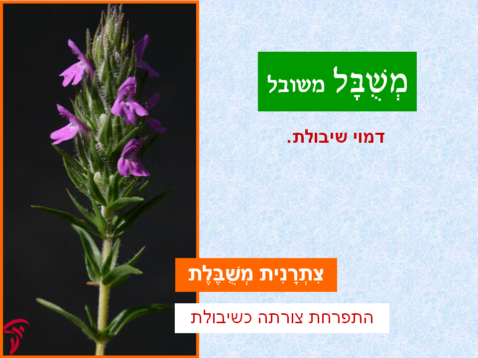 tsmahim-19