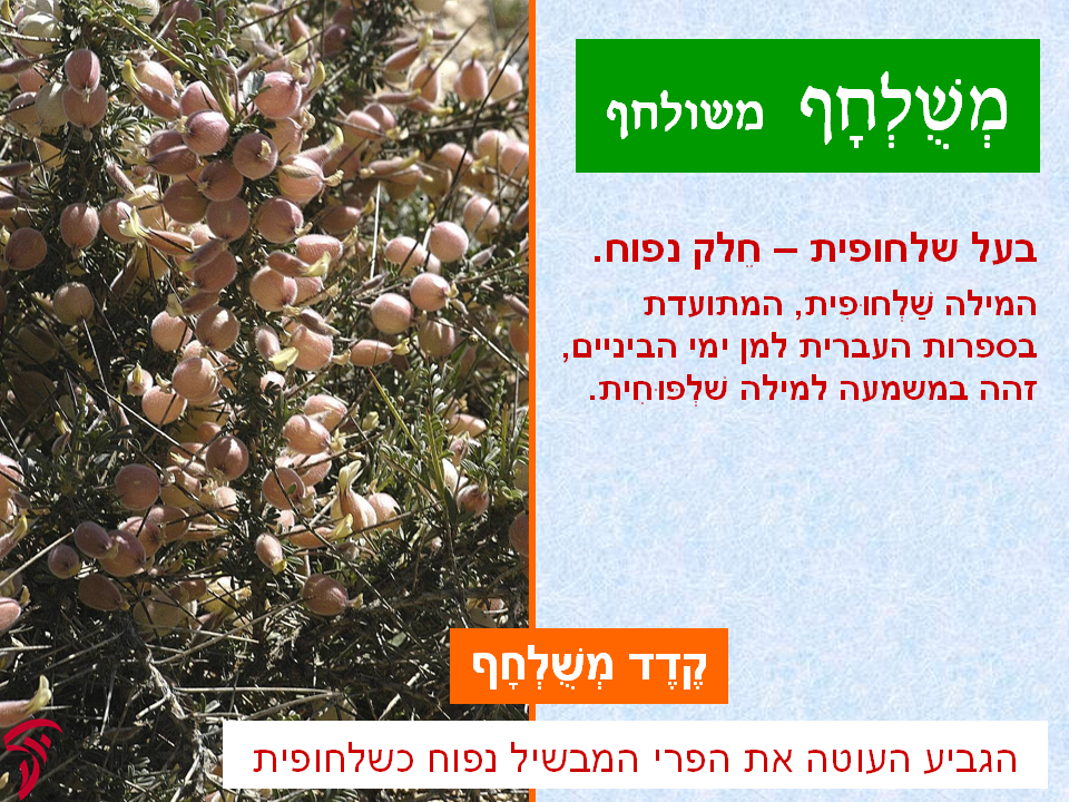 tsmahim-20