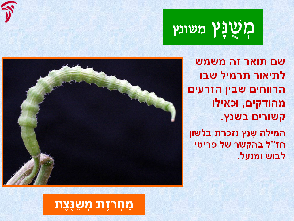tsmahim-21