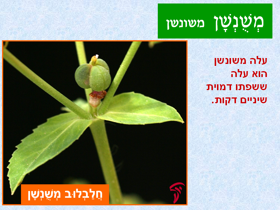 tsmahim-22