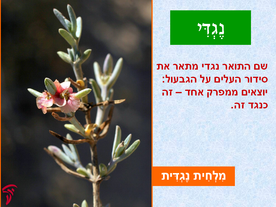 tsmahim-23