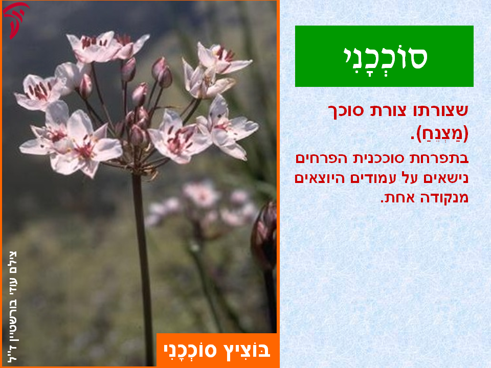 tsmahim-24