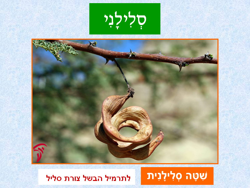 tsmahim-25