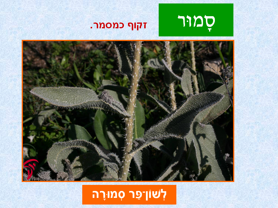 tsmahim-26