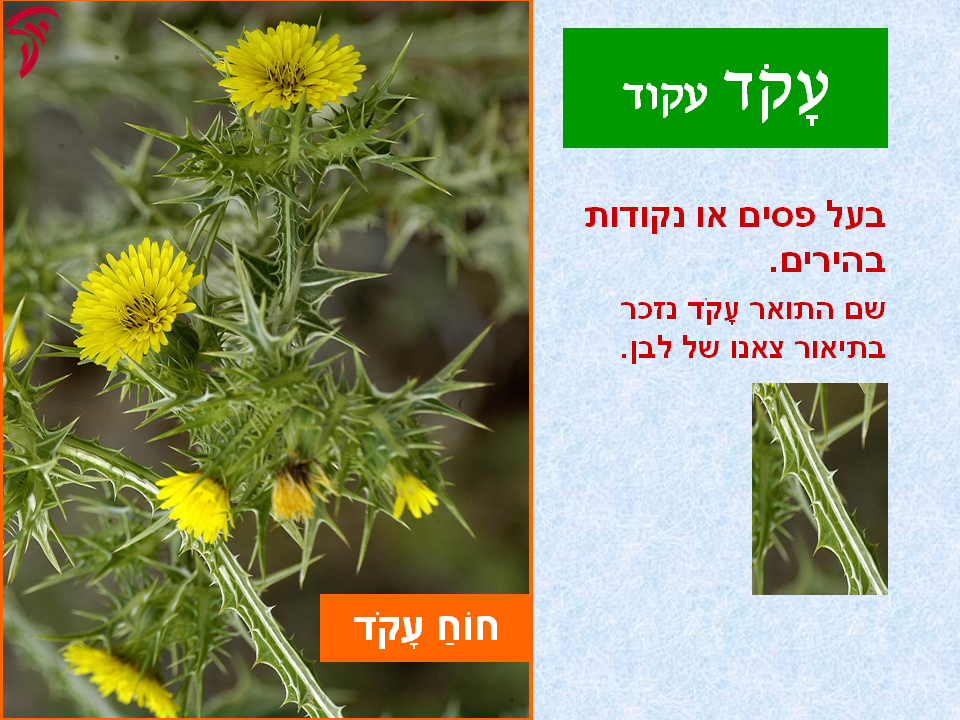 tsmahim-27